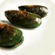 Green Lipped Mussel